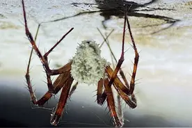 达尔文都震惊！自然界竟有如此阴暗残忍的寄生生物！图片