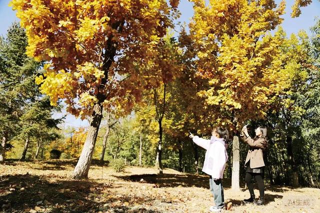 瞰盘锦｜盘锦之秋系列报道——大洼：景伴暖阳，秋色入画