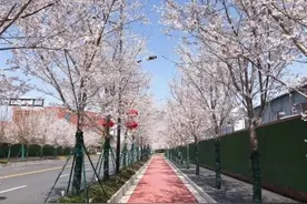 304条街路邀你观光打卡！沈阳行道树补种补植工作完成 明年绿化景观再提升——图片