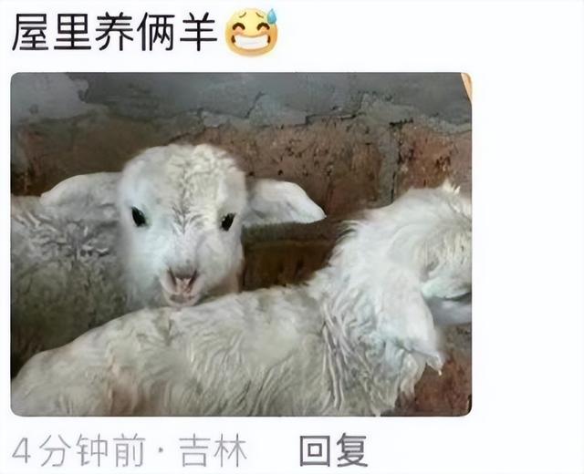 什么快递这么火，非得爸妈们亲自拆？爸妈：拆封权必须到手哈哈哈