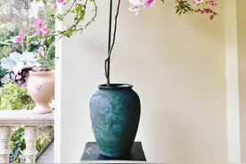 新手该如何打造高杆飘枝三角梅图片