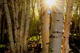 二哥就是一缕光图片