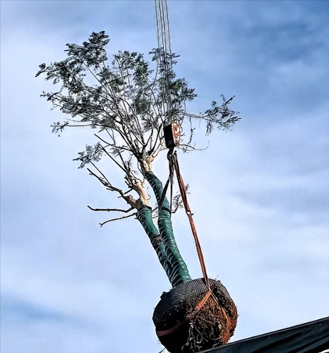 演都不演了！全红婵爸爸用冠军名号赚钱，评论区恶心的一幕出现了