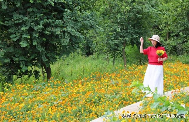 不出远门一样精彩！柳州各大公园日程表出炉，照着玩就对了→
