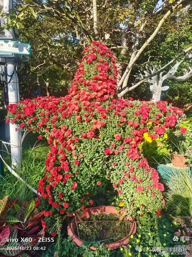 菊绽秋阳里,暗香绕中山|申艳娟