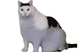 猫猫表情包|自带音效版图片