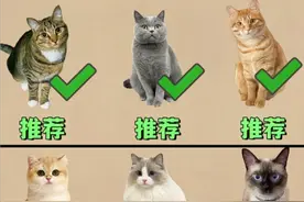 新手养猫怎么选猫？适合新手的猫咪推荐图片