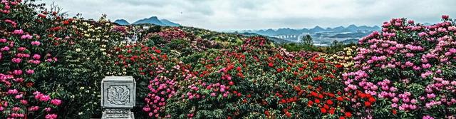 国内春日花海天花板：第1个美如画，第3个贵州小城竟藏着世界之最