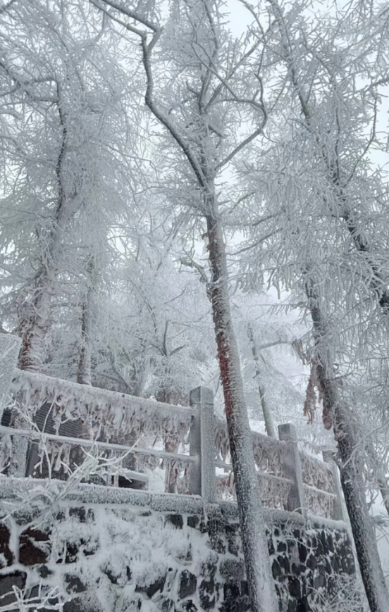 春天又想起来逞能了！今早，大批青岛人憋着想请假：领导，这里突然美得不像话，我能不能去打个卡，晚了怕它化了……