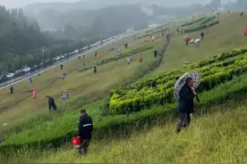 比蠽蟟龟还抢手！降雨过后，日照这里不少人在抓……图片