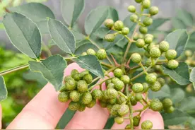 调味“四君子”：葱、姜、蒜、椒，做菜时别乱放，烹饪有讲究图片