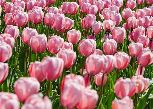 北京的春天，花开北京