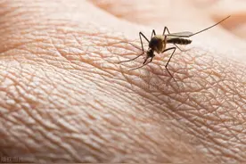 广东登革热病例持续攀升，广深近一个月新增近1600例图片