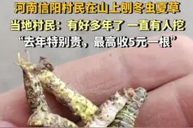 河南信阳也有冬虫夏草？最高5元一根，价格低廉网友质疑是假虫草图片