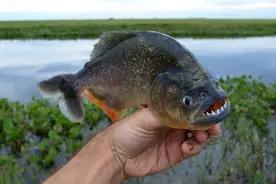 世界最可怕的7种“鱼”，第一名被叫做鱼却不是鱼，曾经杀人如麻图片