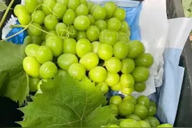 阳光玫瑰1块钱！湖北出现烧棚葡萄，农户4亩亏20万！发生什么了？图片