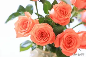 心理学上有一个词叫：弃猫效应（拿捏任何人最狠毒的方式）图片