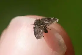 已有人中招！卫生间的小飞虫别看外表不起眼，它的危害超出你想象图片