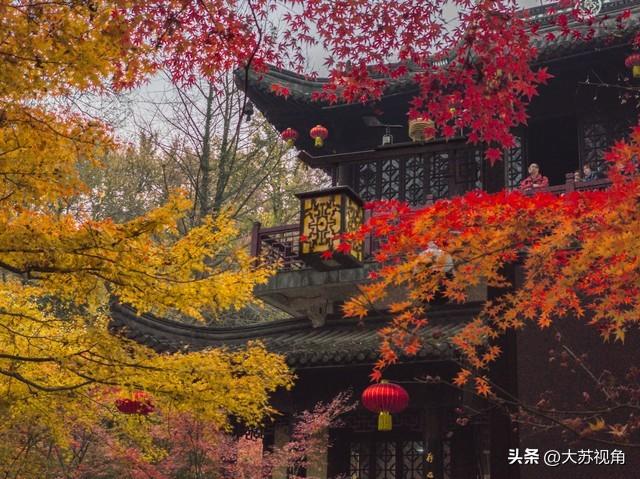 南京12月美到犯规！多个落羽杉打卡地+隐藏逛吃攻略，错过等一年