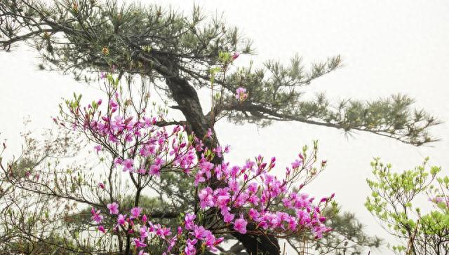 荣辱不惊茶一壶