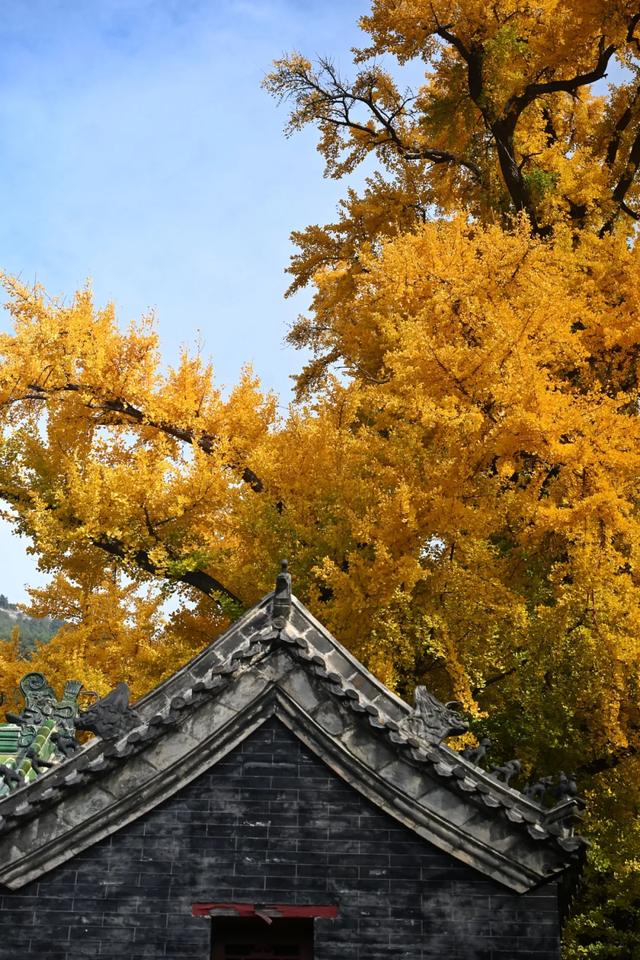 济南的这些千年银杏树美得正当时,最后“黄金期”快去打卡!