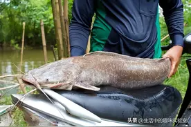 为什么现在没人愿意吃鲶鱼了？鲶鱼真的不能吃了吗？图片