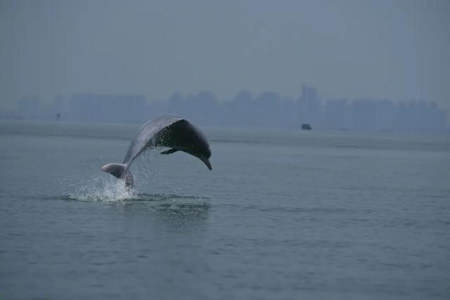 广西钦州三娘湾 “出海观豚” 乱象：为看 “吉祥好运” 粉色海豚，十余艘船围堵；小海豚遭追后死亡，有船长称看不到退票，怕亏钱不停追