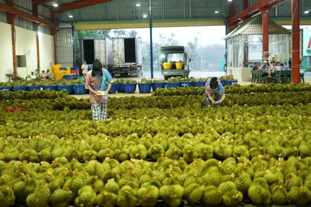 失去中国市场后，大量水果烂地里卖不出去，如今开始后悔得罪中国