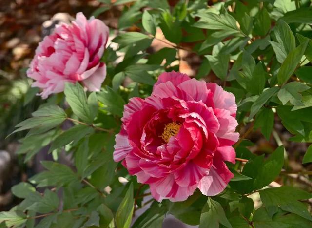 一天近4万人涌入！常州这座免费公园火了