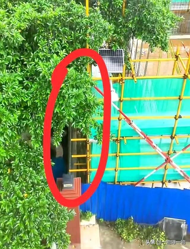 有苦说不出、全红婵家邻居不砍树的原因找到了，新房紧贴隔壁围墙