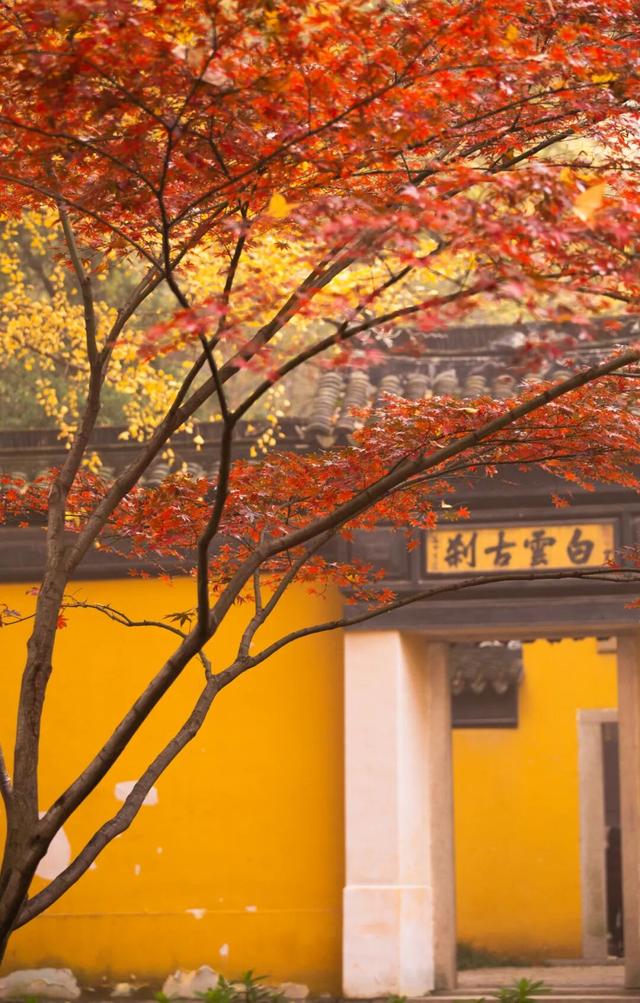 枫叶不输北国，园林比故宫浪漫！这座城市私藏了江南的所有秋天