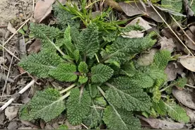 癞蛤蟆草成宝藏？乡村野草！科学揭秘！图片