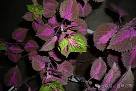 【中草药科普】每天认识一味中草药-紫苏图片