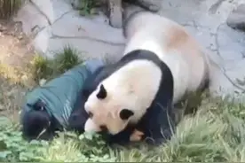 熊猫“丁丁”撕咬饲养员？重庆动物园回应了图片