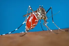 到处都有的花蚊子，来中国仅有50年，却为何会令所有人恐惧？图片