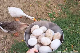 鹅蛋：老一辈传下的养生宝，贵有贵的道理！推荐这样吃，香到舔盘图片