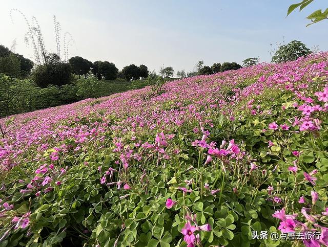 成都被严重低估的赏花地，最火的月见草花又回来了，太美了！