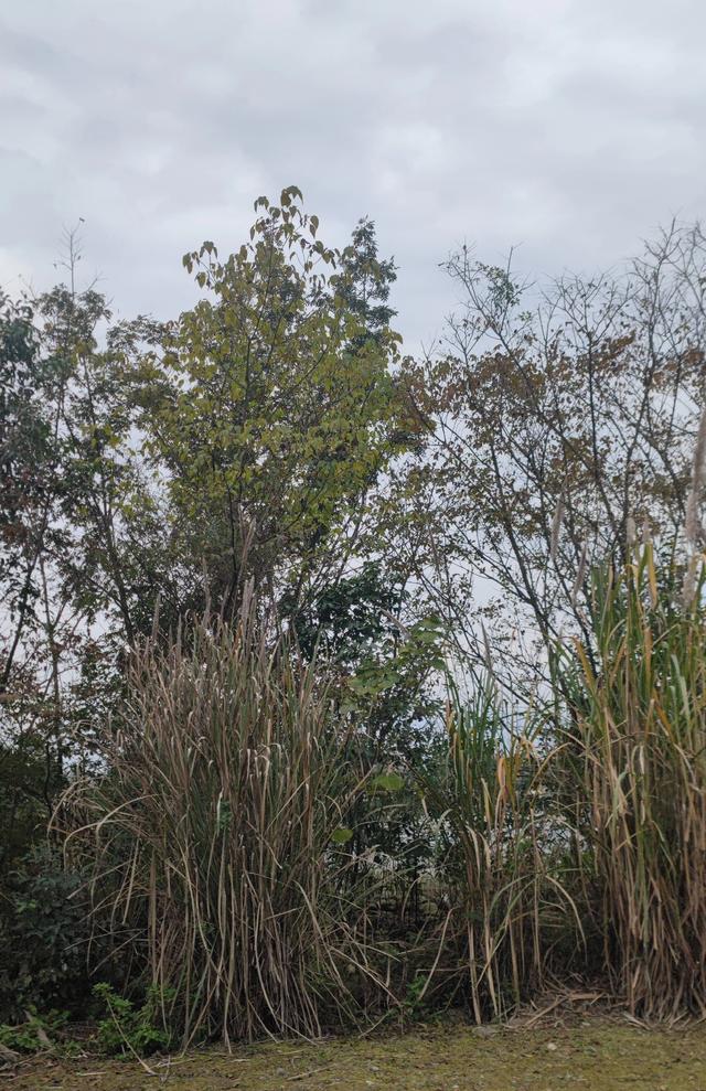 冬日漂流江岸河