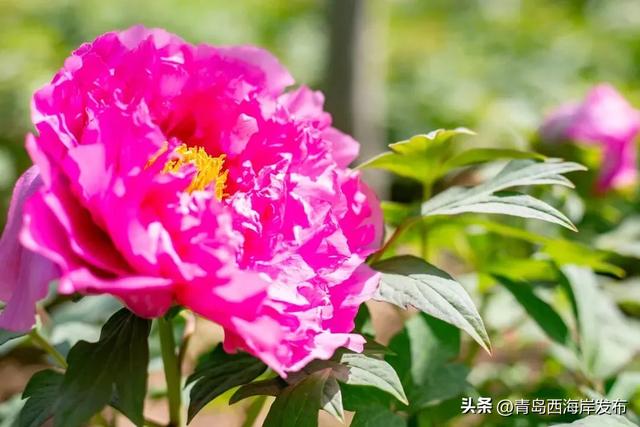 免费送票！西海岸这片牡丹花海惊艳全城