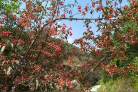 西峡石界河镇：山茱萸结出致富果图片