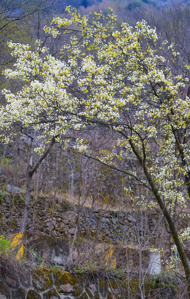 云雾织锦 繁花入画