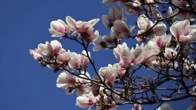 两当：一城繁花绘春色