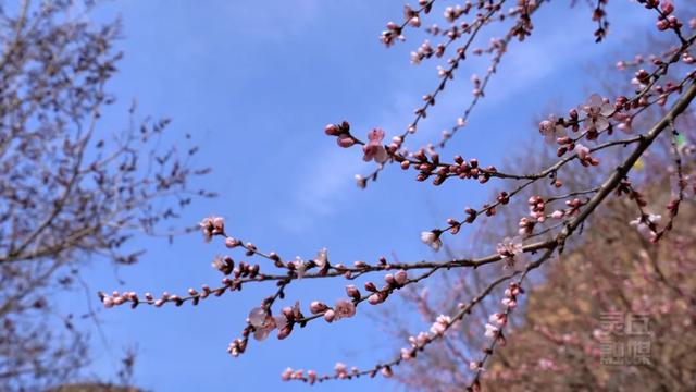 灵丘：山桃艳，晨钟远，春日盛景古刹山