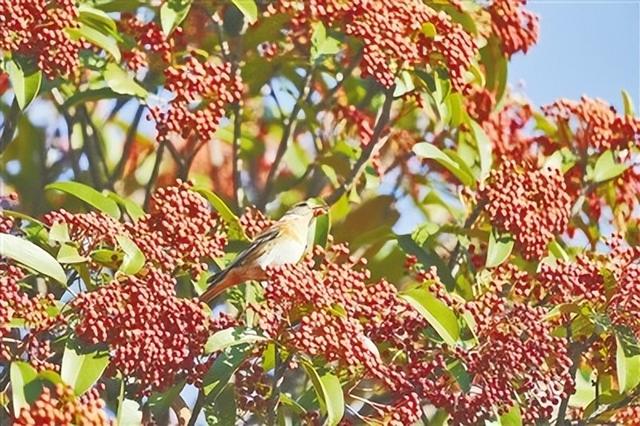 邂逅初冬！漫步郑州，在色彩斑斓中行走