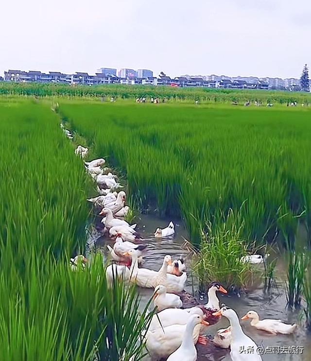 成都三元地铁又上新风景，超级惊艳，不要门票，地铁直达！