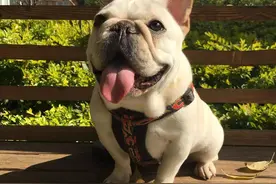 不知道养什么狗？十大最受欢迎狗狗排名来了图片