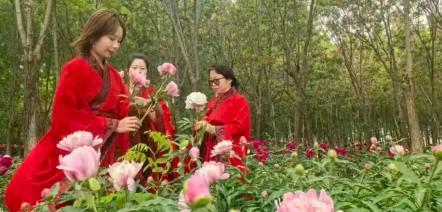 北京大规模芍药花海走红，20万株芍药绽放，还能采摘，免费！