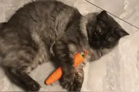 笑不活了，一个胡萝卜炸出一群色盲，鱼找鱼虾找虾两个色盲是一家图片