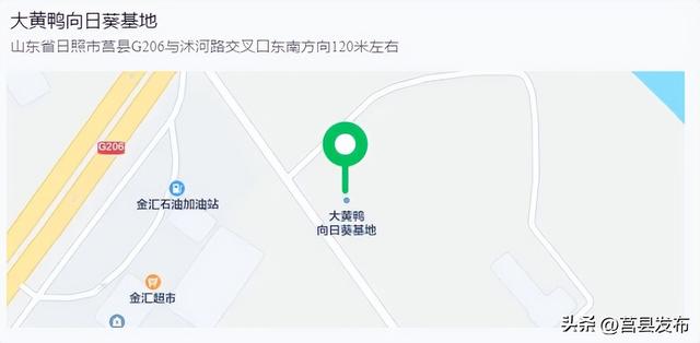 日照打卡地又上新啦！初秋限定“金色海洋”！