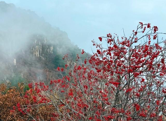 “岱”您观岳丨云萦峰，楸点红